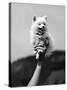 Very Small Dog Being Held Up by One Hand-Alfred Eisenstaedt-Stretched Canvas