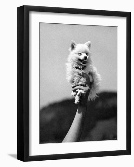 Very Small Dog Being Held Up by One Hand-Alfred Eisenstaedt-Framed Photographic Print