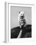 Very Small Dog Being Held Up by One Hand-Alfred Eisenstaedt-Framed Photographic Print