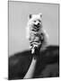 Very Small Dog Being Held Up by One Hand-Alfred Eisenstaedt-Mounted Photographic Print