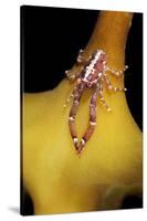 Very Small Squat Lobster (Galathea Intermedia) on a Kelp Leaf, Moere Coastline, Norway, February-Lundgren-Stretched Canvas