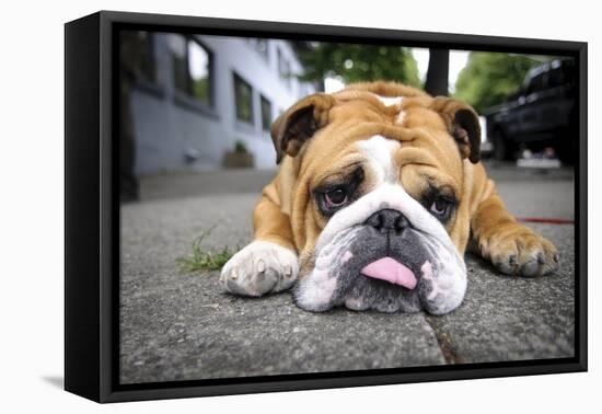 Very Tired English Bulldog-Matt Freedman-Framed Stretched Canvas