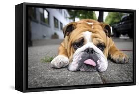 Very Tired English Bulldog-Matt Freedman-Framed Stretched Canvas