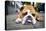 Very Tired English Bulldog-Matt Freedman-Stretched Canvas