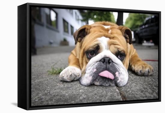 Very Tired English Bulldog-Matt Freedman-Framed Stretched Canvas