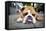 Very Tired English Bulldog-Matt Freedman-Framed Stretched Canvas