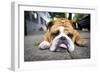 Very Tired English Bulldog-Matt Freedman-Framed Photographic Print