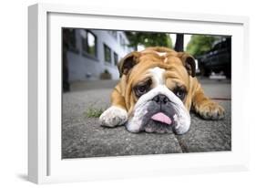 Very Tired English Bulldog-Matt Freedman-Framed Photographic Print