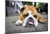 Very Tired English Bulldog-Matt Freedman-Mounted Photographic Print