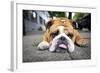 Very Tired English Bulldog-Matt Freedman-Framed Photographic Print