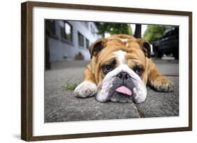 Very Tired English Bulldog-Matt Freedman-Framed Photographic Print