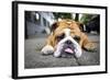 Very Tired English Bulldog-Matt Freedman-Framed Photographic Print