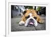 Very Tired English Bulldog-Matt Freedman-Framed Photographic Print