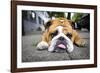 Very Tired English Bulldog-Matt Freedman-Framed Photographic Print