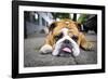 Very Tired English Bulldog-Matt Freedman-Framed Photographic Print