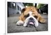 Very Tired English Bulldog-Matt Freedman-Framed Photographic Print