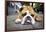 Very Tired English Bulldog-Matt Freedman-Framed Photographic Print