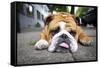 Very Tired English Bulldog-Matt Freedman-Framed Stretched Canvas