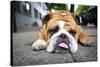 Very Tired English Bulldog-Matt Freedman-Stretched Canvas