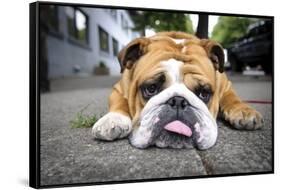 Very Tired English Bulldog-Matt Freedman-Framed Stretched Canvas