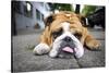 Very Tired English Bulldog-Matt Freedman-Stretched Canvas