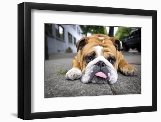 Very Tired English Bulldog-Matt Freedman-Framed Photographic Print