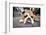 Very Tired English Bulldog-Matt Freedman-Framed Photographic Print