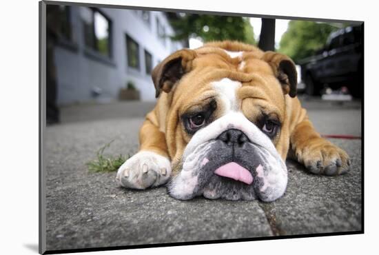 Very Tired English Bulldog-Matt Freedman-Mounted Photographic Print