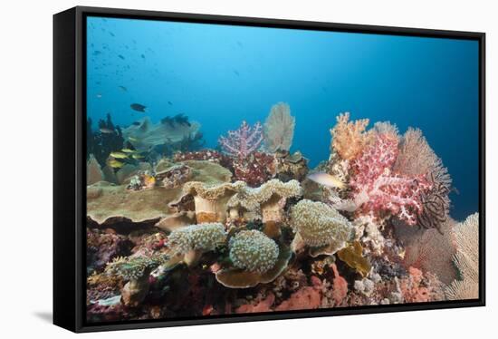 Very Varied Coral Reef, Florida Islands, the Solomon Islands-Reinhard Dirscherl-Framed Stretched Canvas