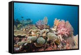 Very Varied Coral Reef, Florida Islands, the Solomon Islands-Reinhard Dirscherl-Framed Stretched Canvas