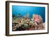 Very Varied Coral Reef, Florida Islands, the Solomon Islands-Reinhard Dirscherl-Framed Photographic Print