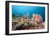 Very Varied Coral Reef, Florida Islands, the Solomon Islands-Reinhard Dirscherl-Framed Photographic Print