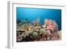 Very Varied Coral Reef, Florida Islands, the Solomon Islands-Reinhard Dirscherl-Framed Photographic Print