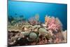 Very Varied Coral Reef, Florida Islands, the Solomon Islands-Reinhard Dirscherl-Mounted Photographic Print