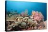 Very Varied Coral Reef, Florida Islands, the Solomon Islands-Reinhard Dirscherl-Stretched Canvas