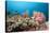 Very Varied Coral Reef, Florida Islands, the Solomon Islands-Reinhard Dirscherl-Stretched Canvas