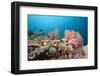 Very Varied Coral Reef, Florida Islands, the Solomon Islands-Reinhard Dirscherl-Framed Photographic Print