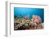 Very Varied Coral Reef, Florida Islands, the Solomon Islands-Reinhard Dirscherl-Framed Photographic Print