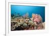 Very Varied Coral Reef, Florida Islands, the Solomon Islands-Reinhard Dirscherl-Framed Photographic Print