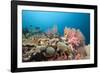 Very Varied Coral Reef, Florida Islands, the Solomon Islands-Reinhard Dirscherl-Framed Photographic Print