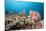 Very Varied Coral Reef, Florida Islands, the Solomon Islands-Reinhard Dirscherl-Mounted Photographic Print