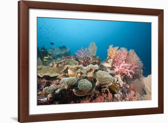 Very Varied Coral Reef, Florida Islands, the Solomon Islands-Reinhard Dirscherl-Framed Photographic Print