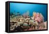 Very Varied Coral Reef, Florida Islands, the Solomon Islands-Reinhard Dirscherl-Framed Stretched Canvas