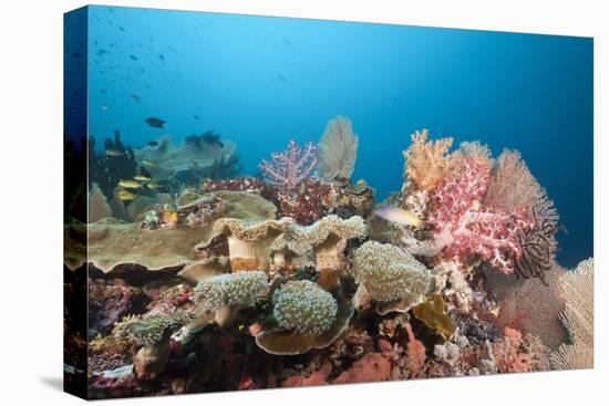 Very Varied Coral Reef, Florida Islands, the Solomon Islands-Reinhard Dirscherl-Stretched Canvas