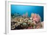 Very Varied Coral Reef, Florida Islands, the Solomon Islands-Reinhard Dirscherl-Framed Photographic Print