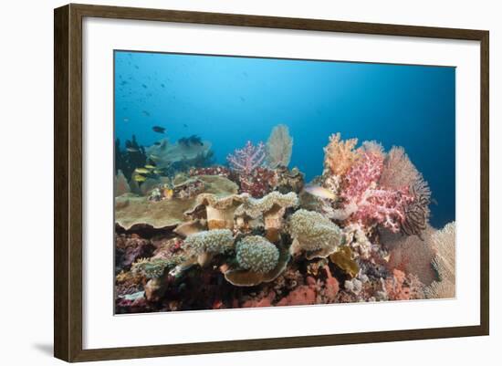 Very Varied Coral Reef, Florida Islands, the Solomon Islands-Reinhard Dirscherl-Framed Photographic Print