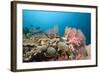 Very Varied Coral Reef, Florida Islands, the Solomon Islands-Reinhard Dirscherl-Framed Photographic Print