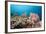 Very Varied Coral Reef, Florida Islands, the Solomon Islands-Reinhard Dirscherl-Framed Photographic Print