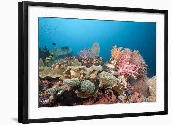 Very Varied Coral Reef, Florida Islands, the Solomon Islands-Reinhard Dirscherl-Framed Photographic Print