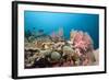 Very Varied Coral Reef, Florida Islands, the Solomon Islands-Reinhard Dirscherl-Framed Photographic Print